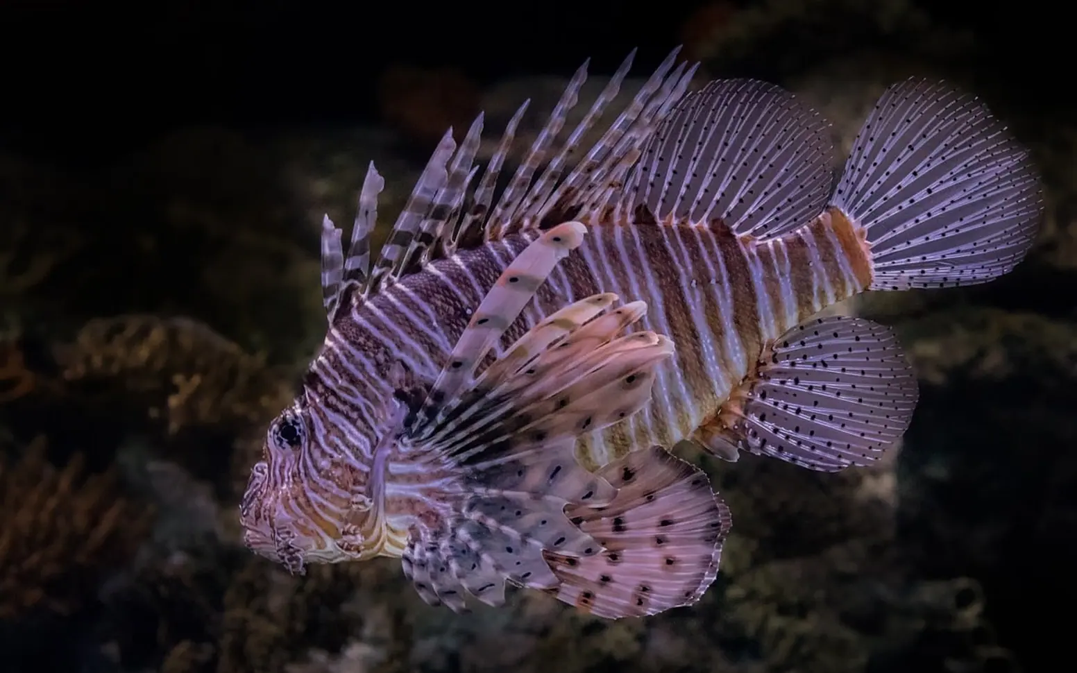 Lionfish, underwater and marine life