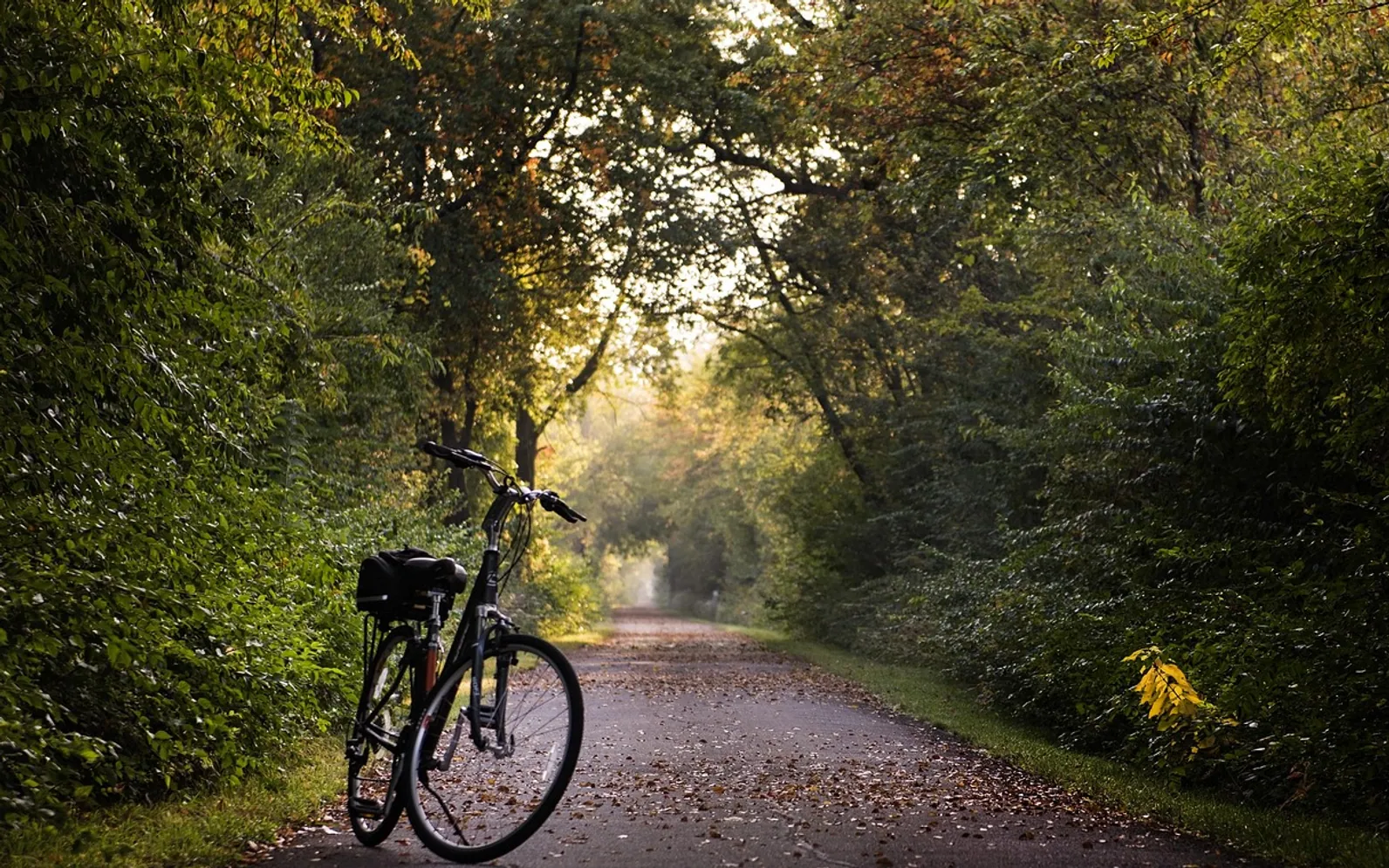 Bike, trail and bicycle